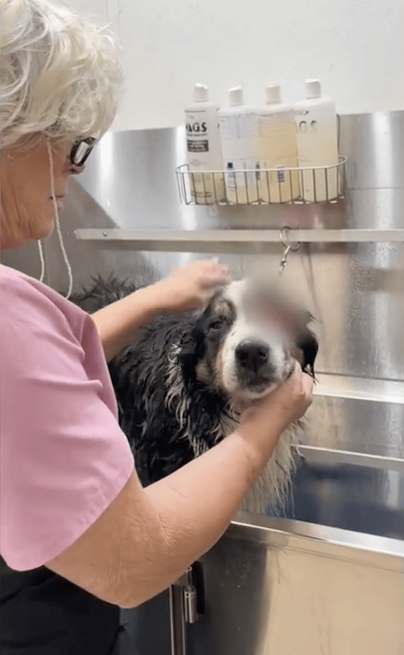 Sitting with dogs 93 - Cassie